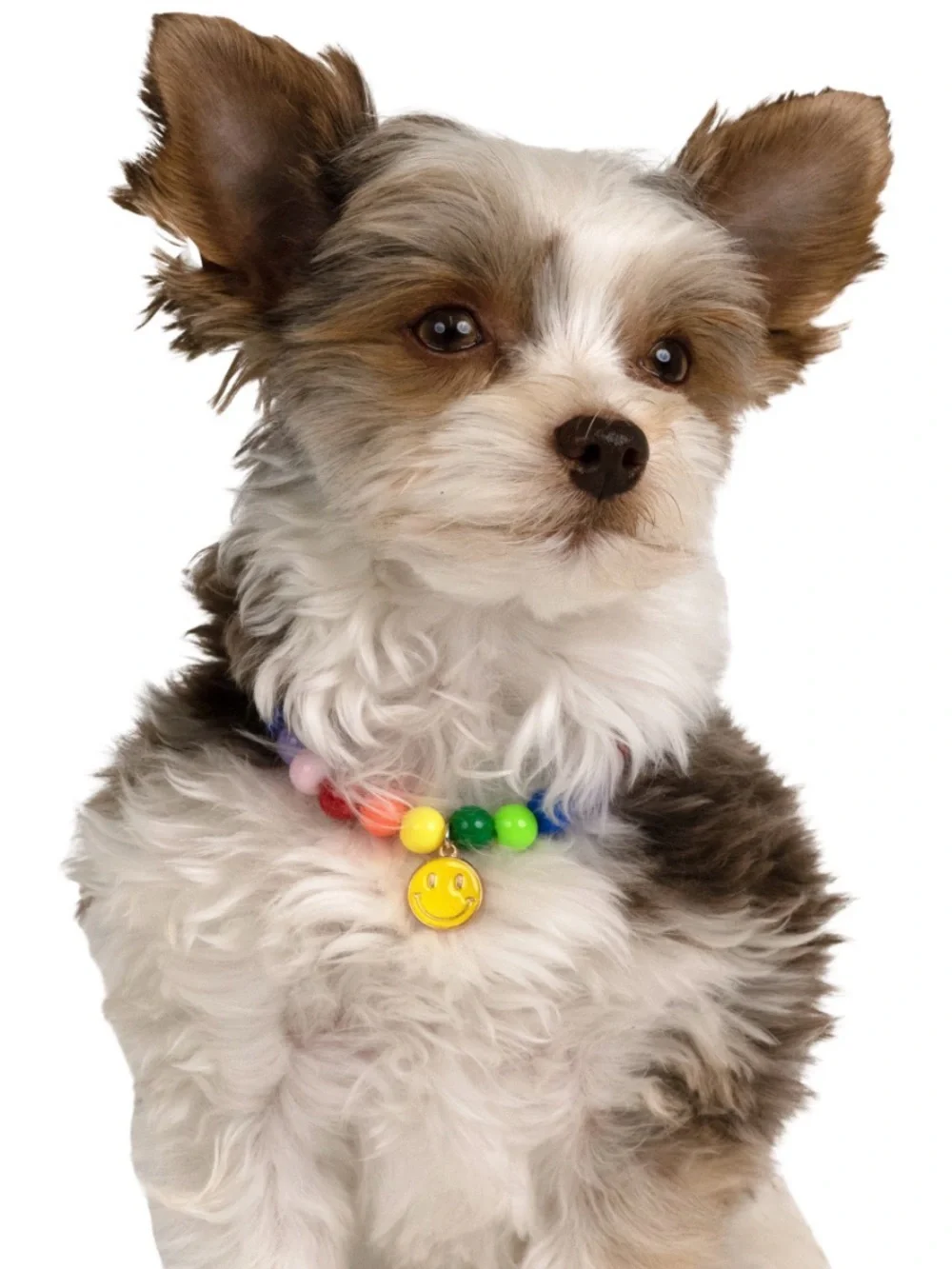 Pet Supplies Plus colorful pet